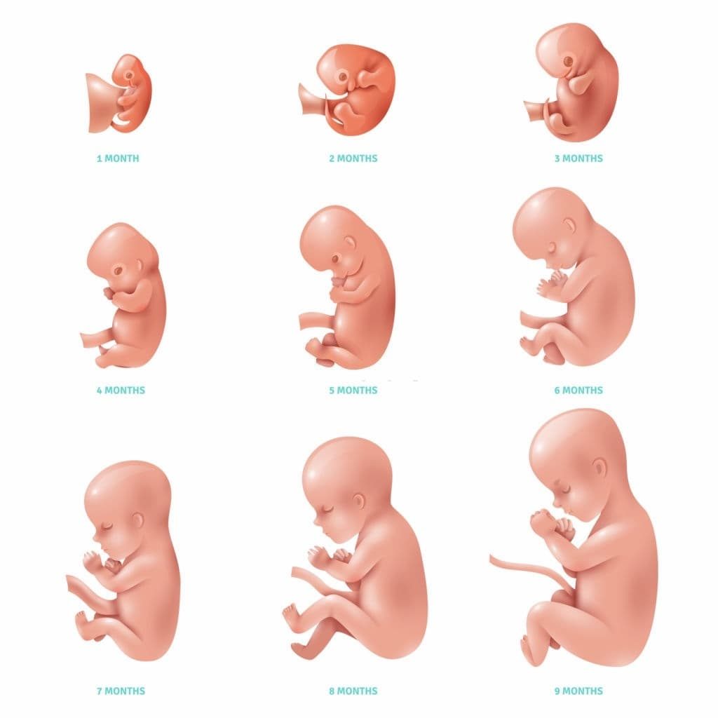 مراحل نمو الجنين في بطن امه بالاسابيع arya buidi