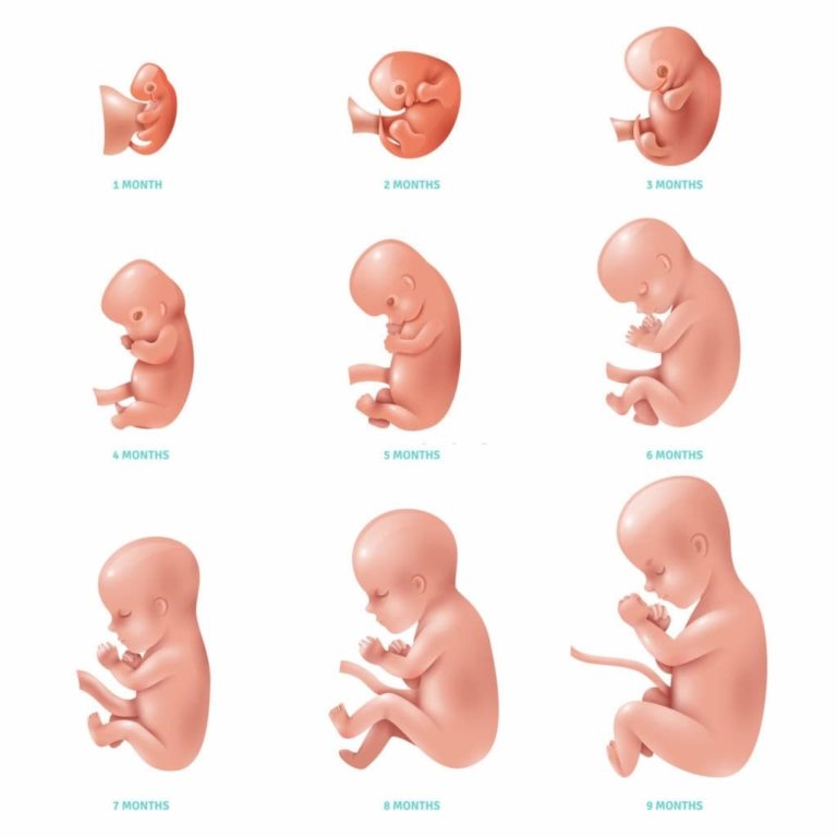 مراحل نمو الجنين في بطن أمه بالتفصيل والصور التكوين دوت طب